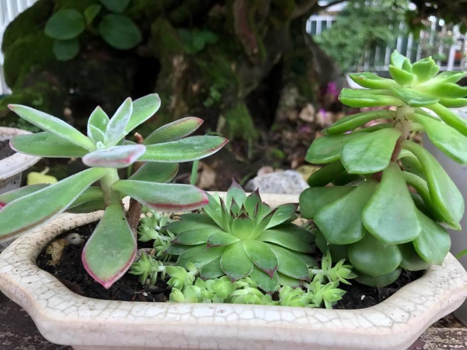 Dalat Coffee House Homestay 외부 사진