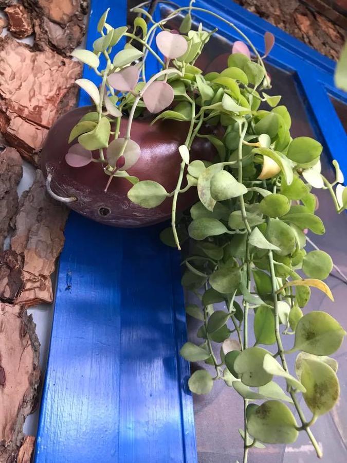 Dalat Coffee House Homestay 외부 사진